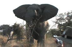 elephant charge